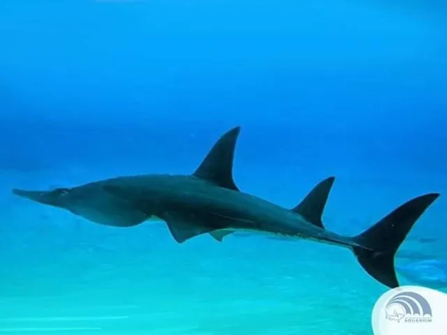 Grand Aquarium 