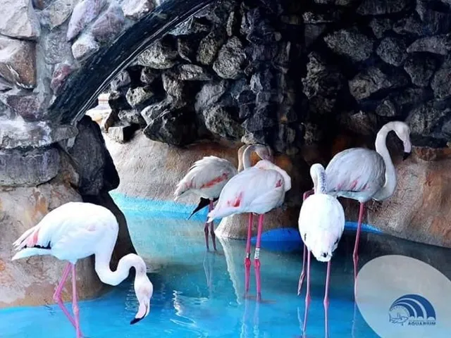 Grand Aquarium 